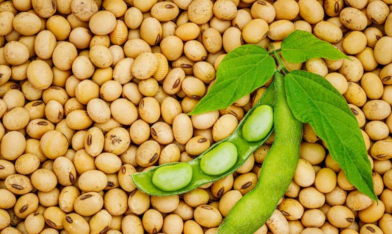 Soya Beans Hajuta Trading Plc Ethiopian Exporter Of Beans Sesame